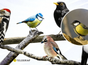 Птицы Украины