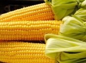 Как правильно варить кукурузу: полезные советы 