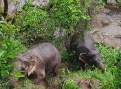 Спасали самого маленького: в водопаде Таиланда погибли 11 слонов (Видео)