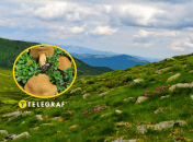 Маслёнок жёлто-бурый