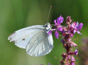 Долина Бабочек - национальный парк Родоса