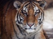 В Уссурийске пытались продать шкуру амурского тигра