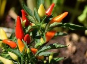 Важная подкормка перца и помидоров в августе