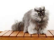 Кот, у которого самая длинная шерсть в мире (Фото)