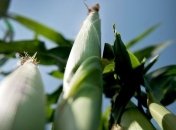 Кукуруза стала главной зерновой культурой Китая