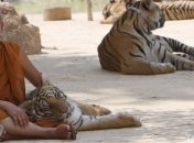 Таиландские монахи заботятся не только о своей душе, но и о тиграх