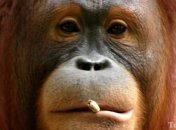 Курение – признак низкого интеллекта