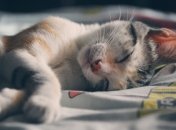 Здоровий сон