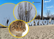 В Николаеве благодаря неравнодушным людям спасли кота