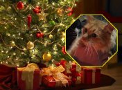 Миссия по спасению кота Марсика прошла успешно