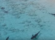 Мальчику на Багамах чудом удалось спастись от четырех акул (Видео)