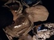 В Киеве спецназовцы задержали автомобиль со взрывчаткой