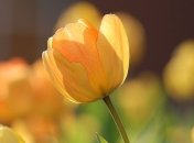 Нідерландський парк квітів покаже цвітіння тюльпанів онлайн (Відео)