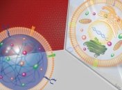 Ученые синтезировали искусственные стволовые клетки