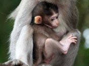 Киевляне хотят назвать обезьянку в столичном зоопарке Титушко