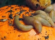 Двух нейронов может быть достаточно для принятия сложных решений