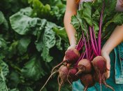 Молодая свекла