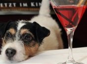 Влияние алкоголя на фигуру: пить или не пить