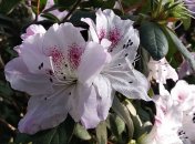 Весна уже тут: в сети показали нежные фото из Киева