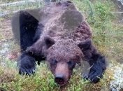 Голодное животное преследовало людей: всплыли детали нападения медведя на туристов в России