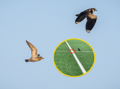 Рідкісні птахи оселилися прямо на футбольному полі