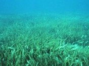 Ученые обнаружили "морских пчел" в океане