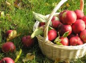 Названы самые полезные осенние продукты