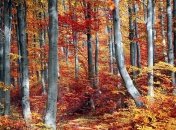 Рейтинг лучших талисманов на осень 2019 года (Фото)