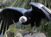 Зачем напрягаться: андский кондор может пролететь около 100 км на одном взмахе крыльев