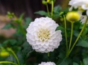 Когда и как правильно высаживать георгины весной - советы