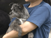 Зникнення собак у Владивостоці