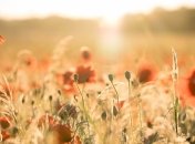 20 червня 2020: яке сьогодні свято, прикмети і іменинники