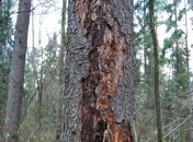 Сумская область столкнулась с уничтожением лесов короедом