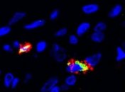 Ученые создали бесклеточные кровеносные сосуды