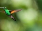 Имплантированные воспоминания научат птиц петь