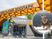 Сокол Балобан вырос в Киевском зоопарке