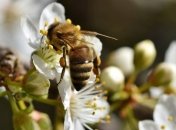 Прогноз погоди: вночі - сильні заморозки, вдень - до 20° тепла