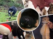 Свежая порция дерзких и смешных котиков