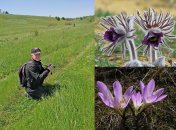 Пенсіонер-переселенець з Бахмута Ігор Пишний натрапив на унікальну ділянку сон-трави на Полтавщині