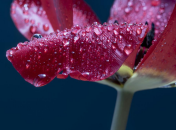 Осадки на этой неделе стоит ожидать в половине областей