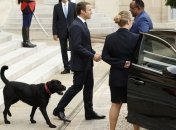Супруги Макрон забрали из приюта пса
