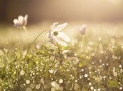 День Фита: народные приметы и запреты 28 июня