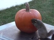ВИДЕОпозитив: белка вырезала тыкву на Хэллоуин