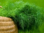 Чем опасны мята, укроп и сельдерей