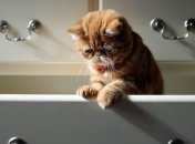 Владельцам кошек в Австралии запретили выпускать питомцев из дома