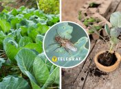 Узнайте, как предупредить распространение вредителей на капусте