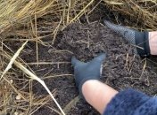 Что делать с мульчей осенью