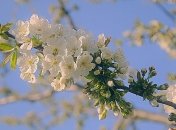 В Запорожской области заморозки уничтожили урожай ранней черешни