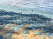 Российский курорт в Краснодарском крае заполонили мертвые медузы: фото