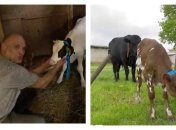 Телочка в обмен на бычка: Лукашенко поделился "самым святым" (видео) 